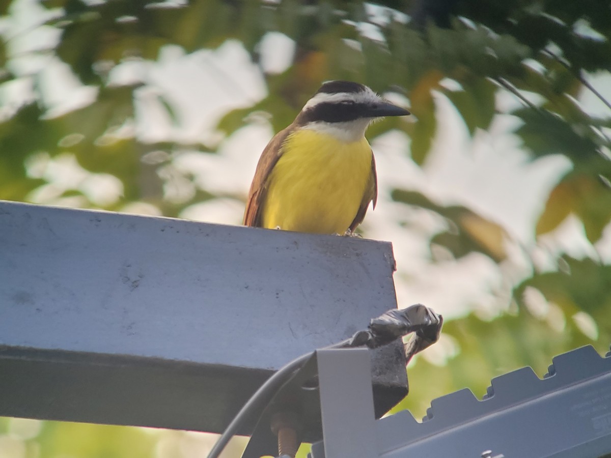 Great Kiskadee - ML617115460