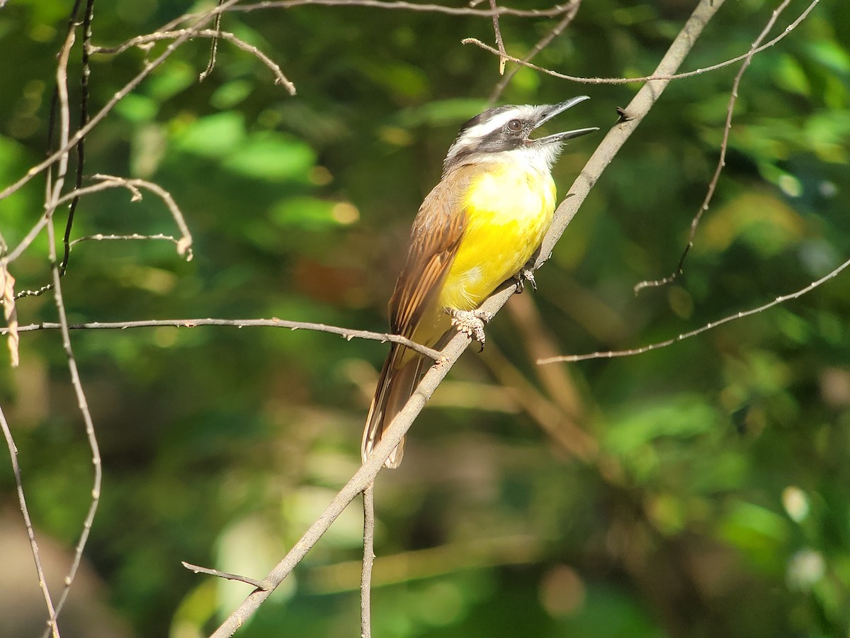 Great Kiskadee - Clifford Hawley