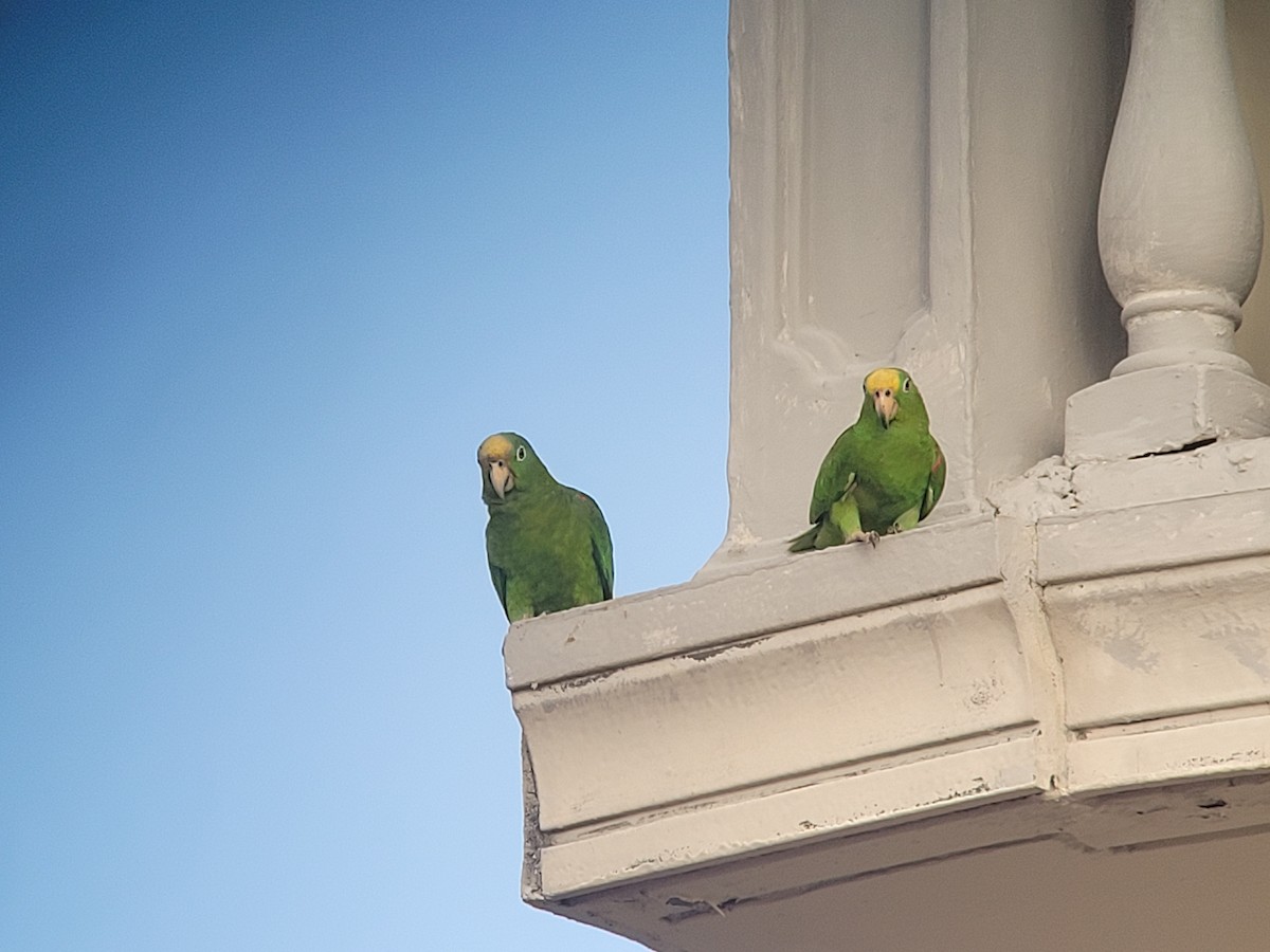 Yellow-crowned Parrot - ML617115471