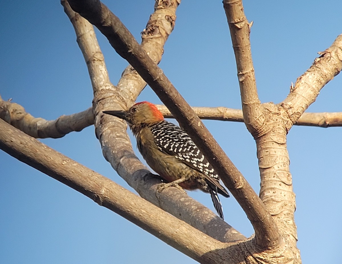 Red-crowned Woodpecker - ML617115498