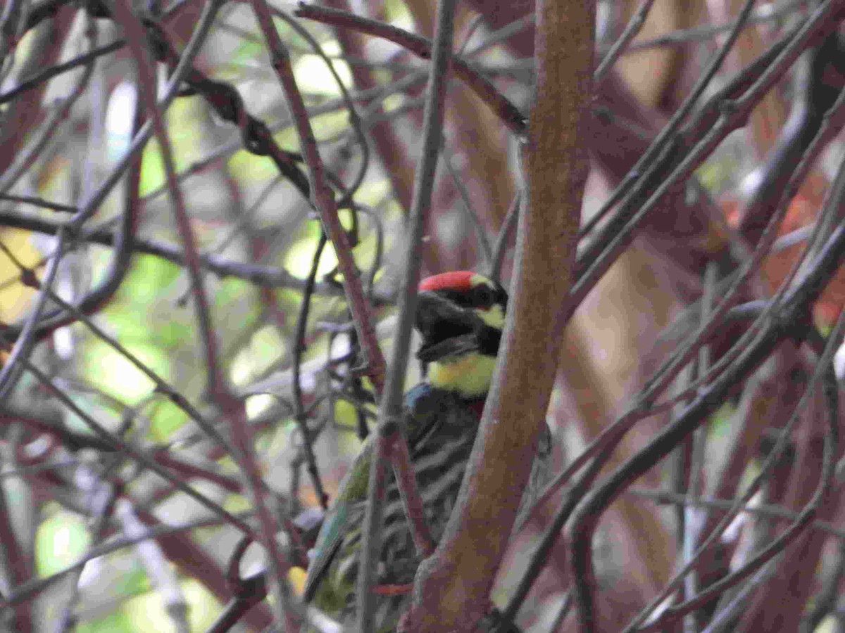 Coppersmith Barbet - Gandhikumar Rangasamudram Kandaswami