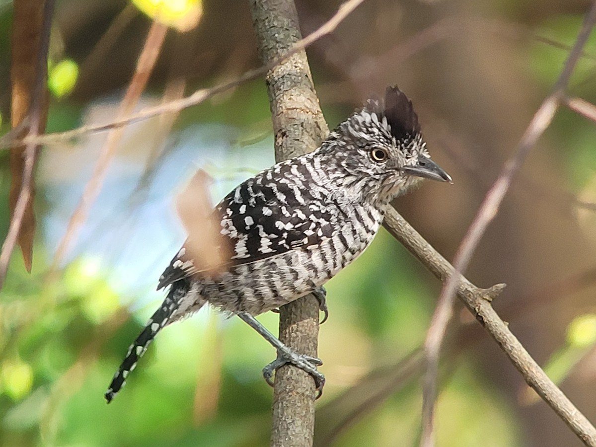 Barred Antshrike - ML617115534