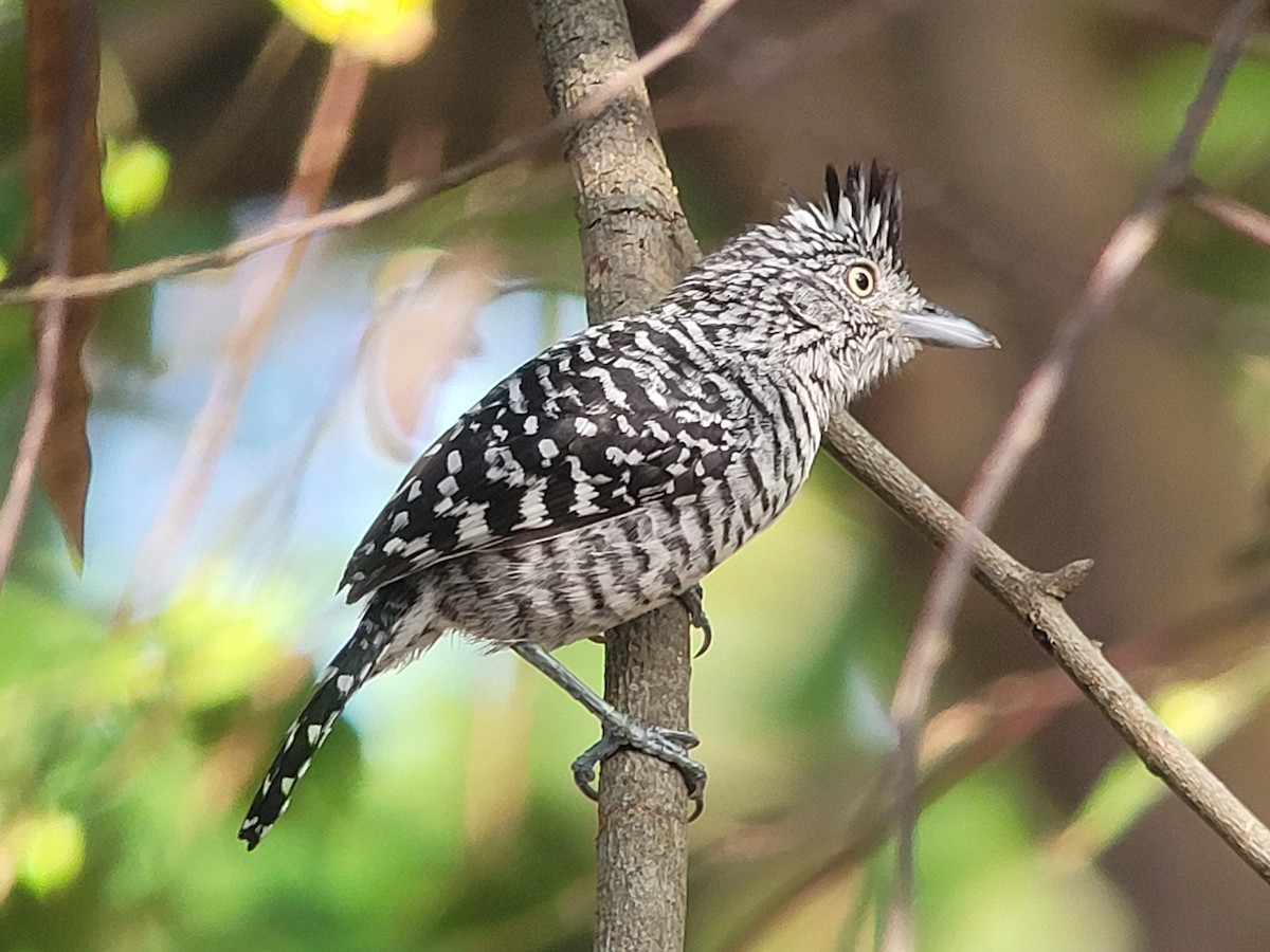 Barred Antshrike - ML617115536