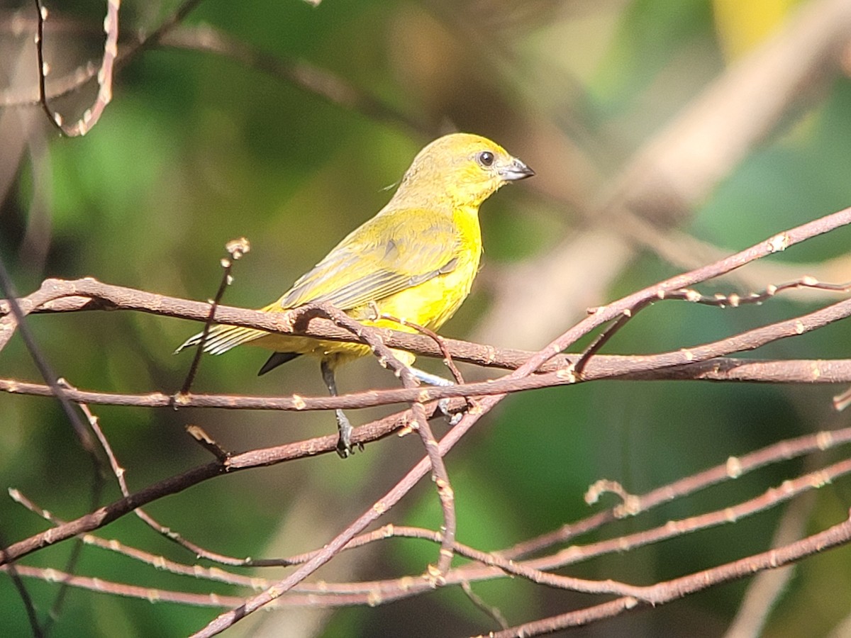 Thick-billed Euphonia - ML617115633