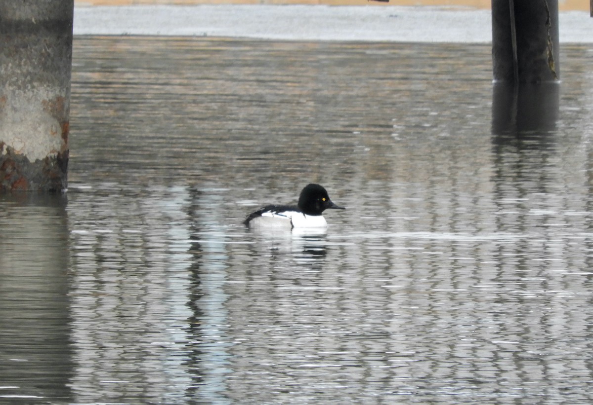 Common Goldeneye x Hooded Merganser (hybrid) - Kai Sheffield