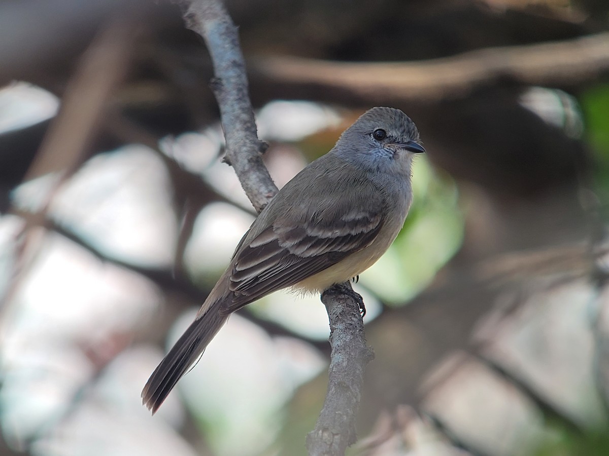 Northern Scrub-Flycatcher - ML617115642