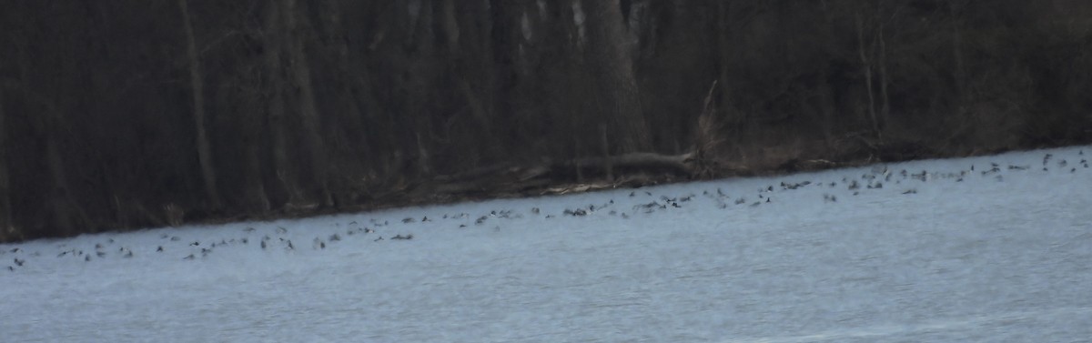 Greater/Lesser Scaup - Mary Russ