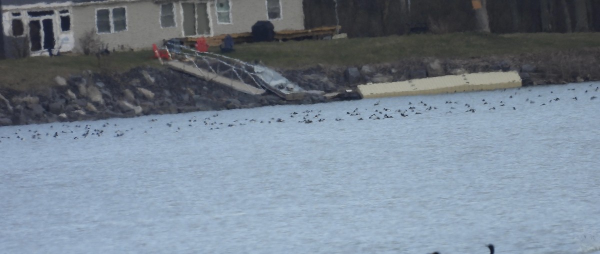 Greater/Lesser Scaup - ML617115653