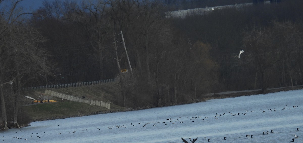 Greater/Lesser Scaup - ML617115654