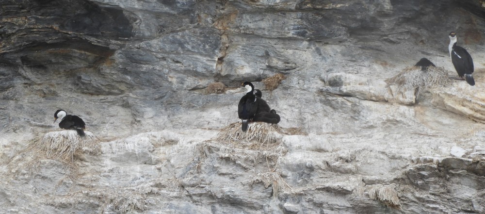 Cormoran géorgien - ML617115662