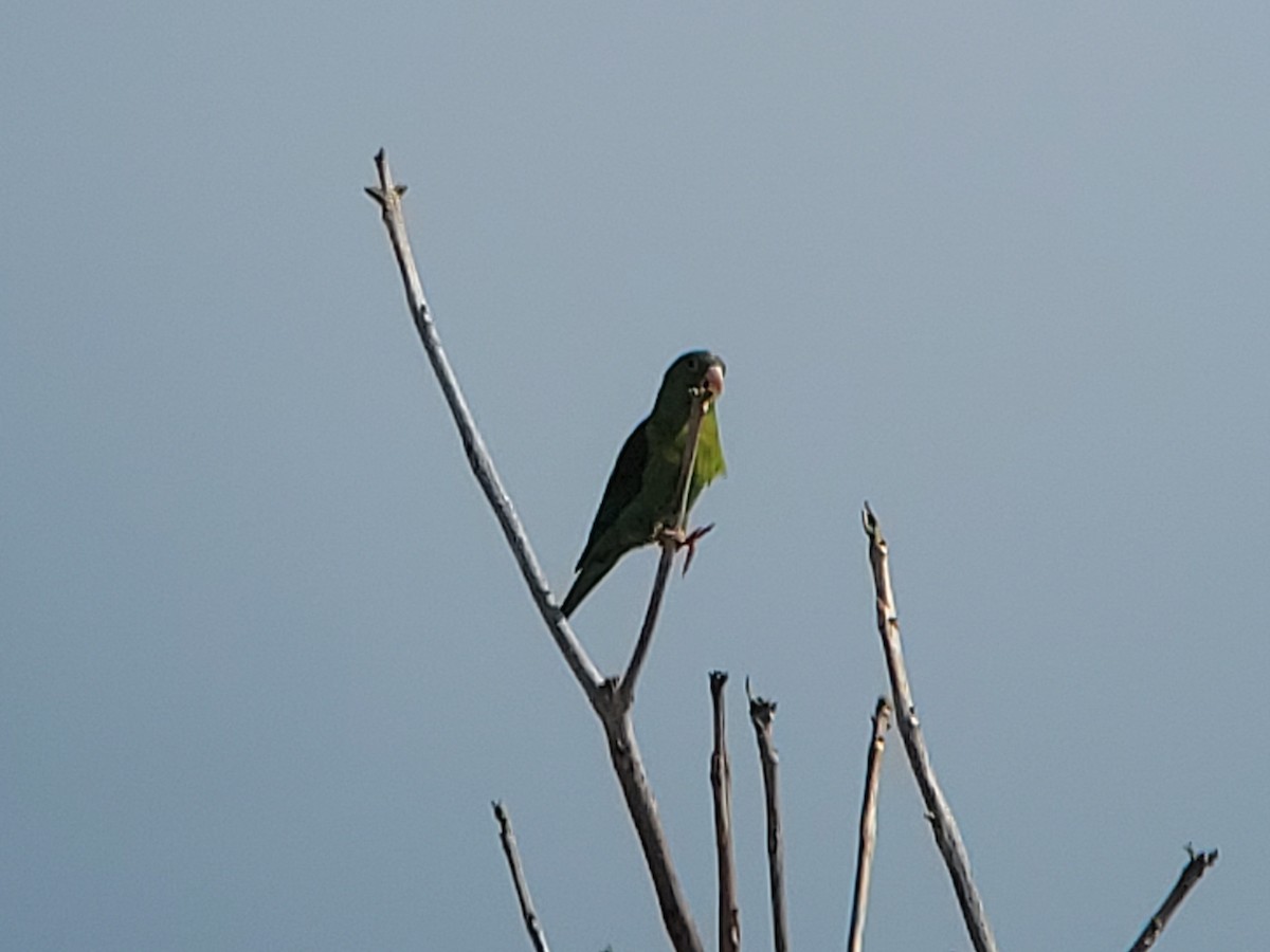 Orange-chinned Parakeet - Clifford Hawley