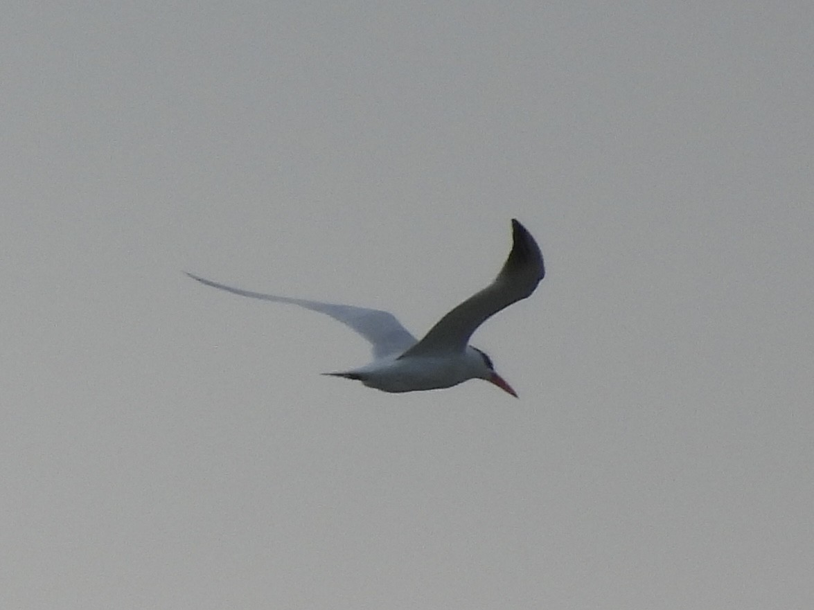 Caspian Tern - ML617115665