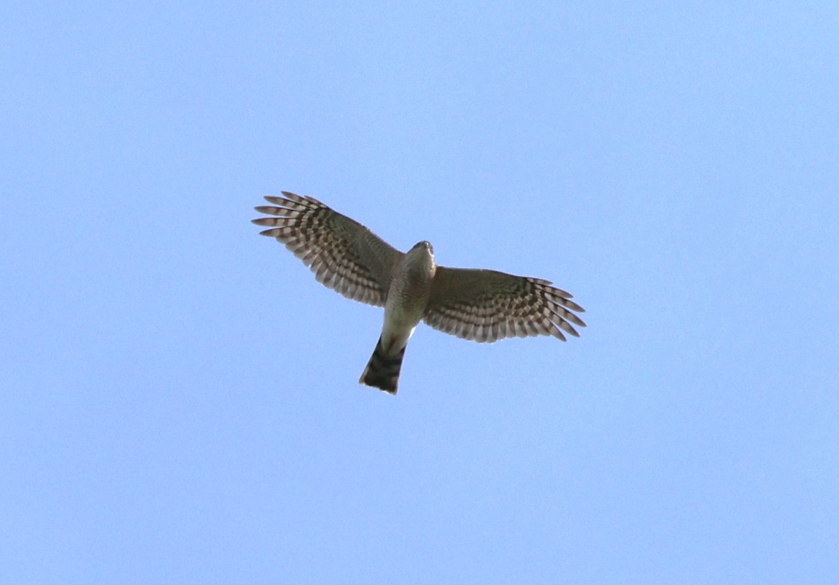 Sharp-shinned Hawk - ML617115675