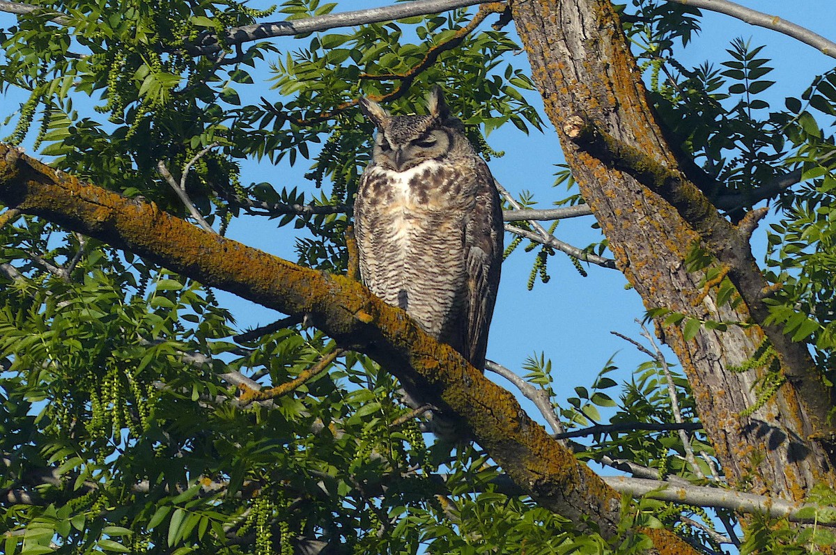 Great Horned Owl - D Krajnovich