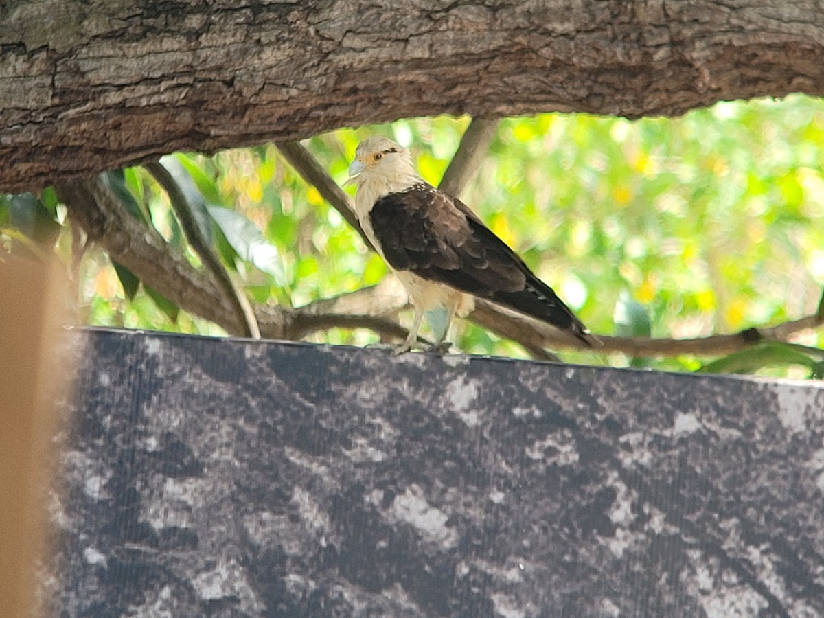 Yellow-headed Caracara - ML617115694