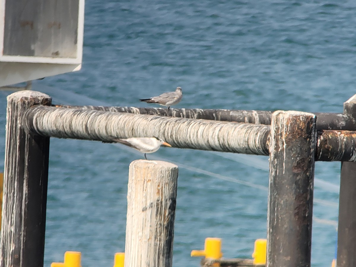 Laughing Gull - ML617115700