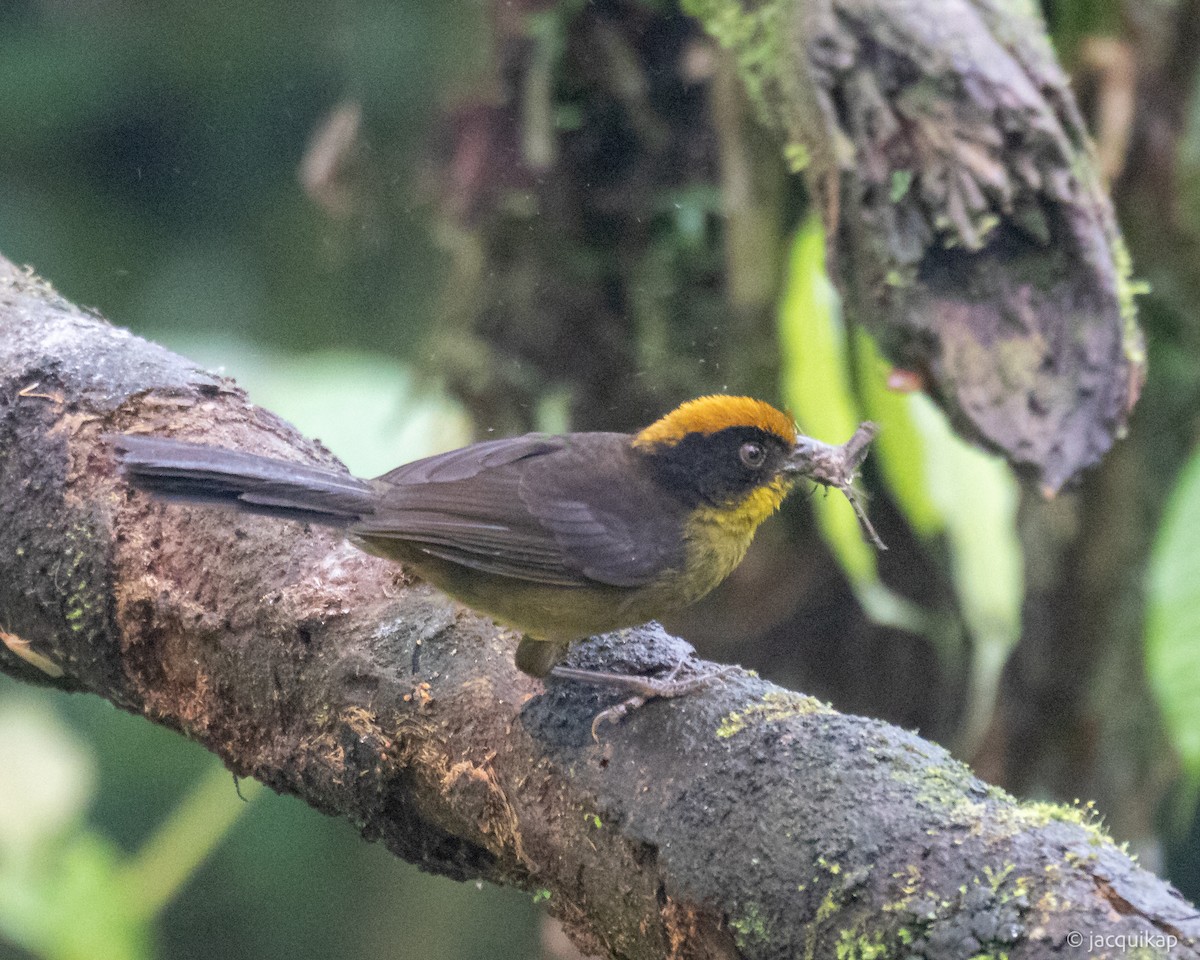 Tricolored Brushfinch (Choco) - ML617115721