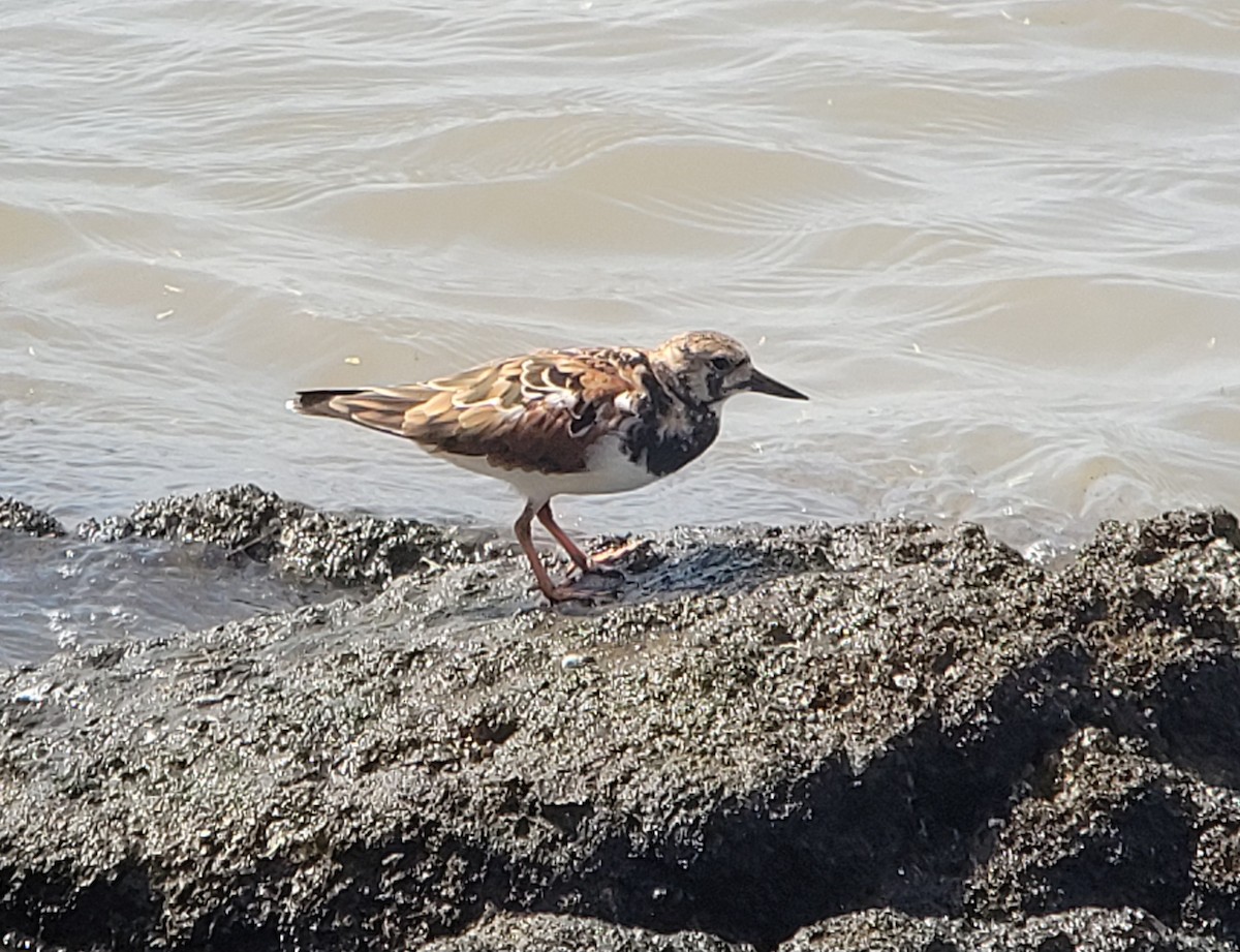 Ruddy Turnstone - ML617115756