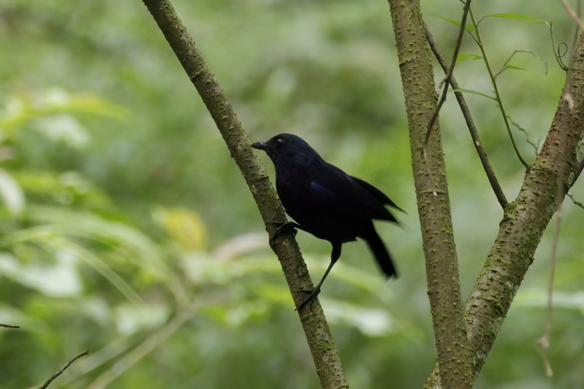 Javan Whistling-Thrush - ML617115797