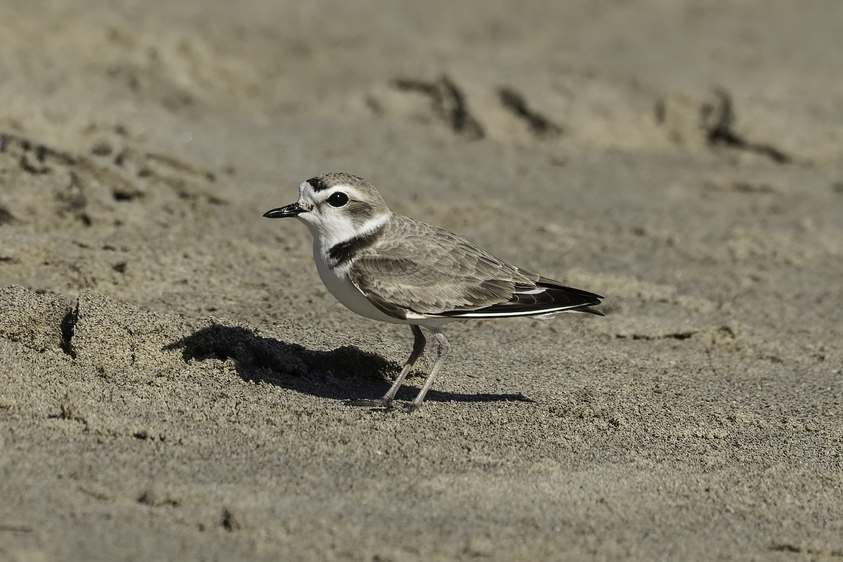 Snowy Plover - ML617115814