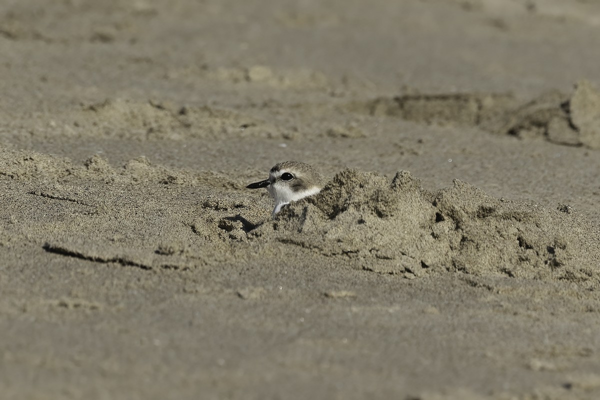 Snowy Plover - ML617115815