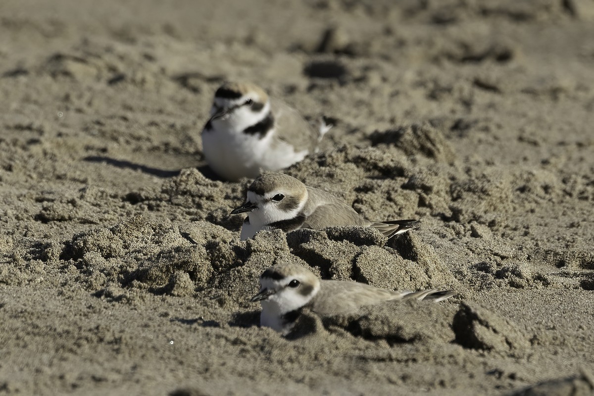 Snowy Plover - Kathryn McGiffen