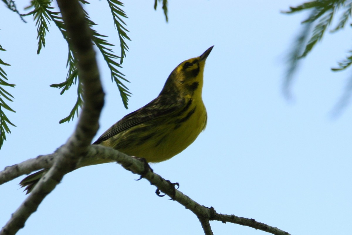 Prairie Warbler - Eleanor  Price