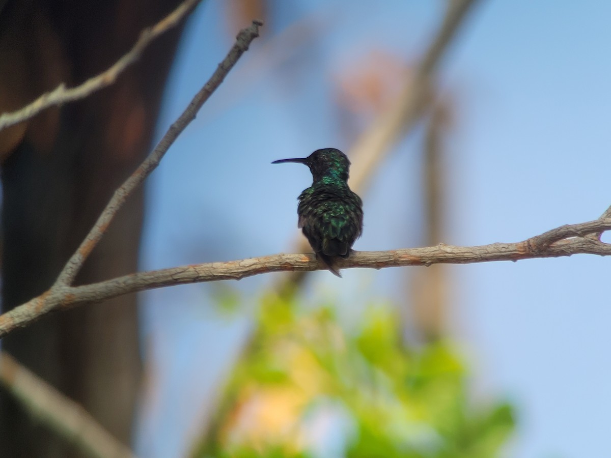 Black-throated Mango - ML617115837