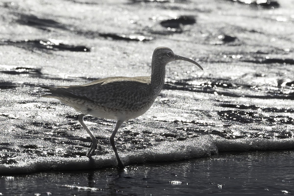 Regenbrachvogel - ML617115863