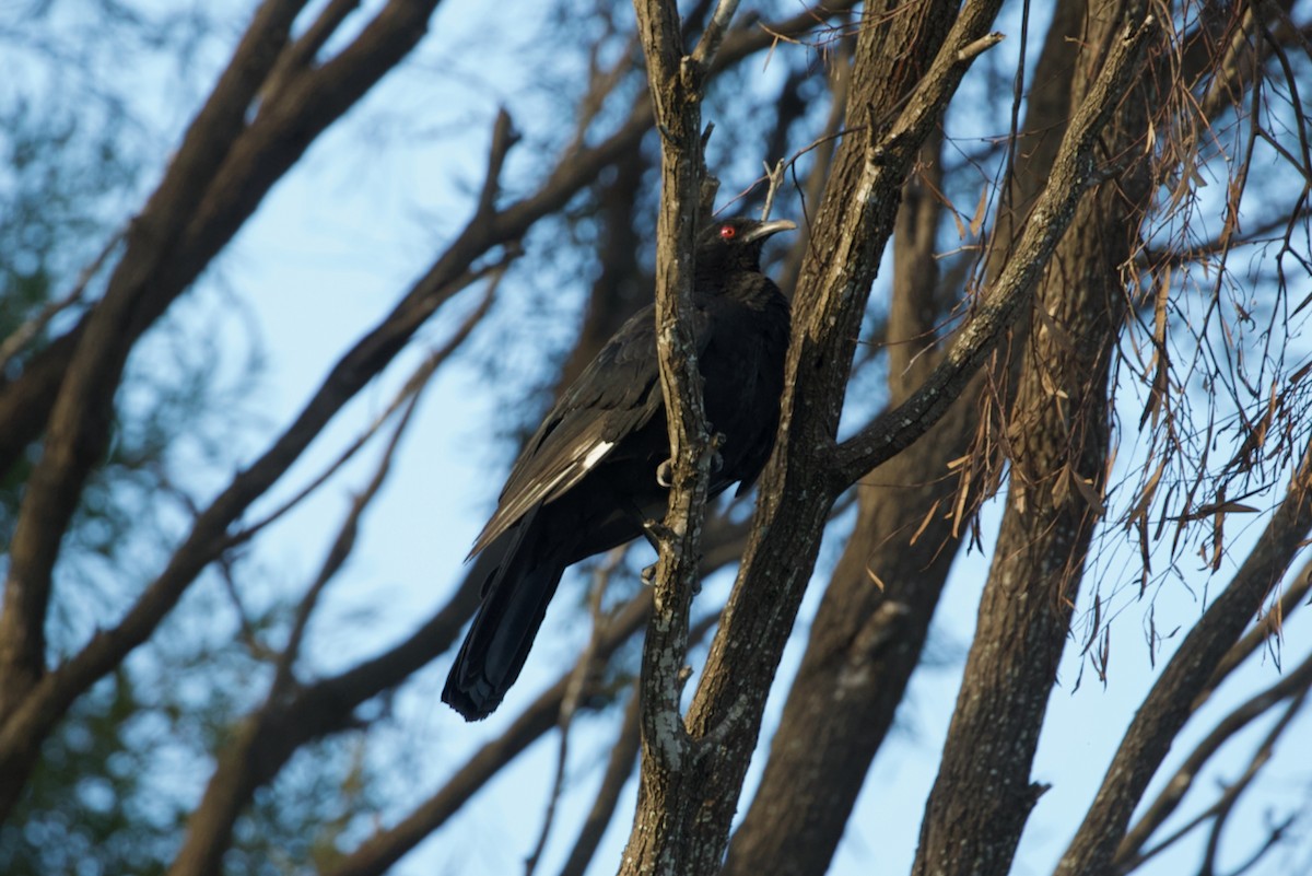 White-winged Chough - ML617115868