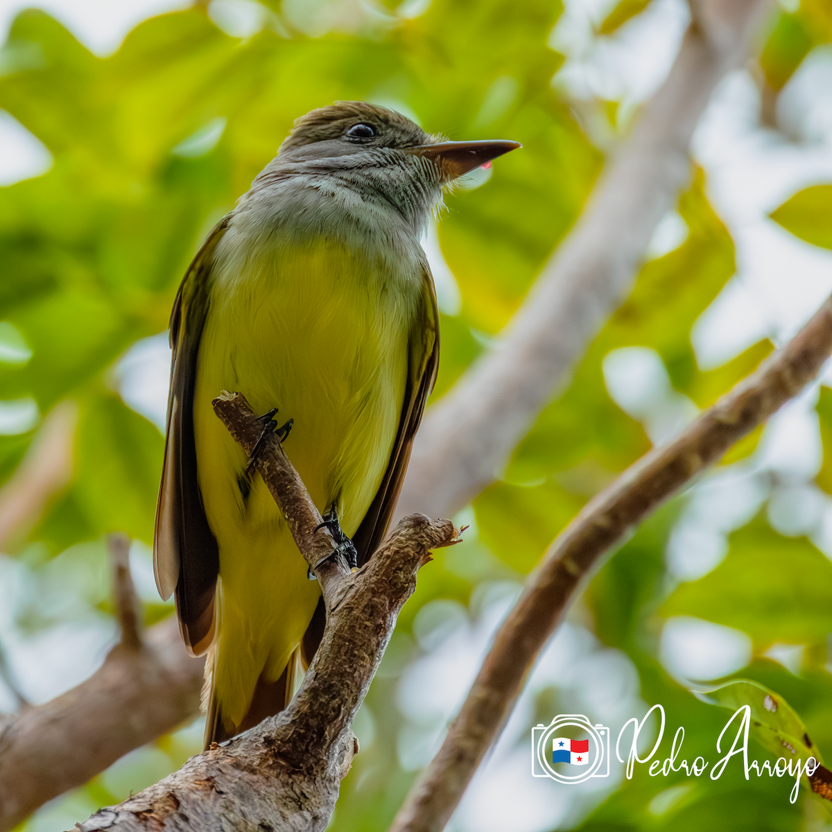 Great Crested Flycatcher - Pedro Arroyo