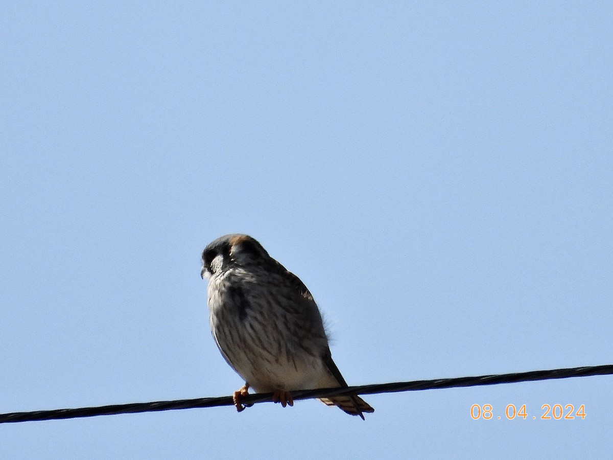 American Kestrel - ML617115876