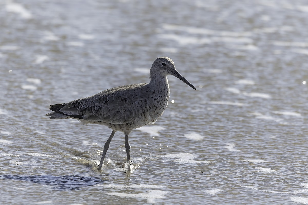 Willet - ML617115877