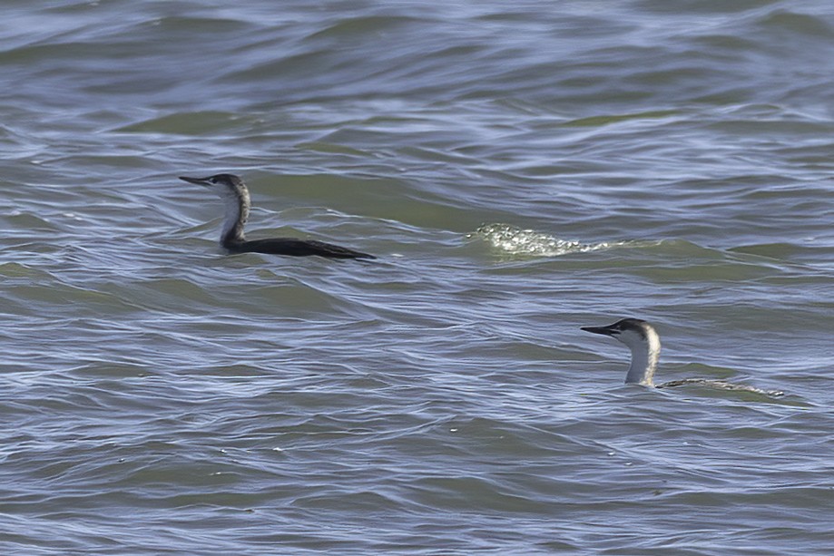 Red-throated Loon - Kathryn McGiffen