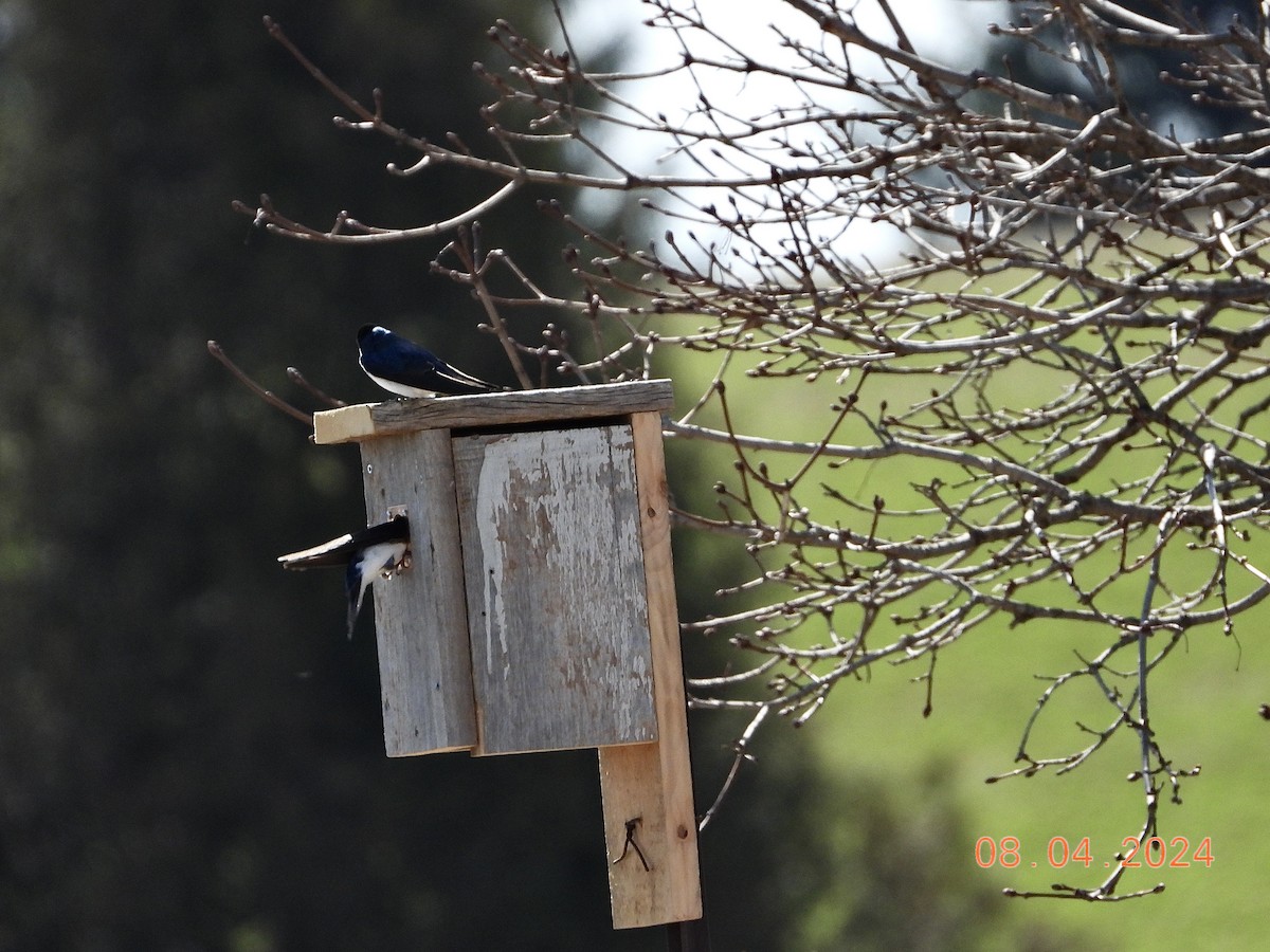 Tree Swallow - ML617115903