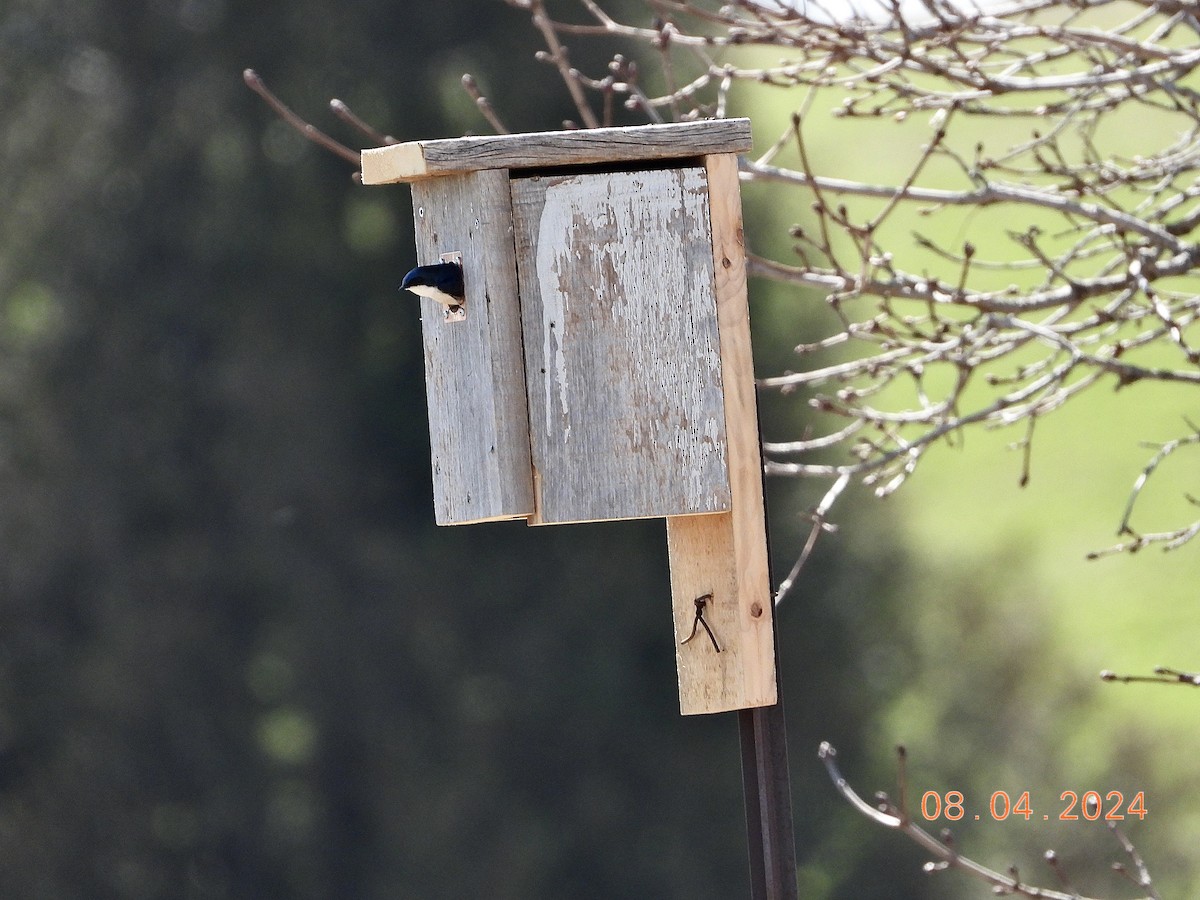 Tree Swallow - Rita Christie