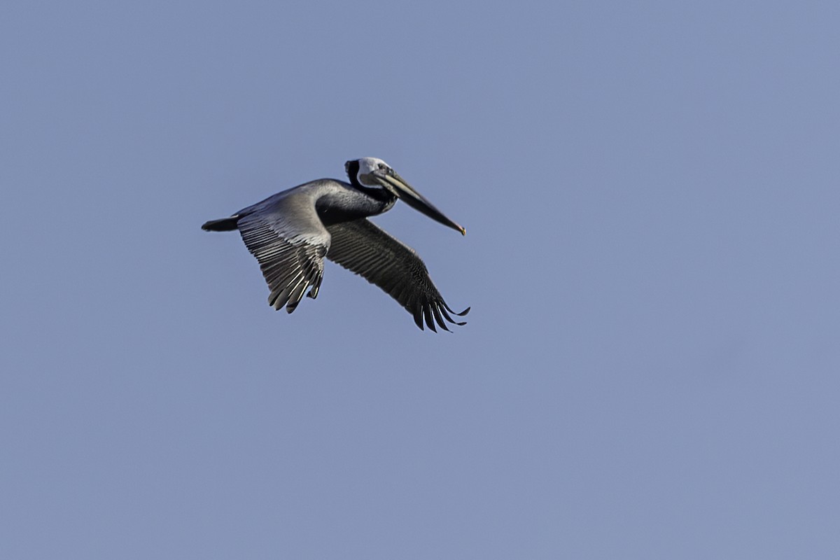 Brown Pelican - ML617115912