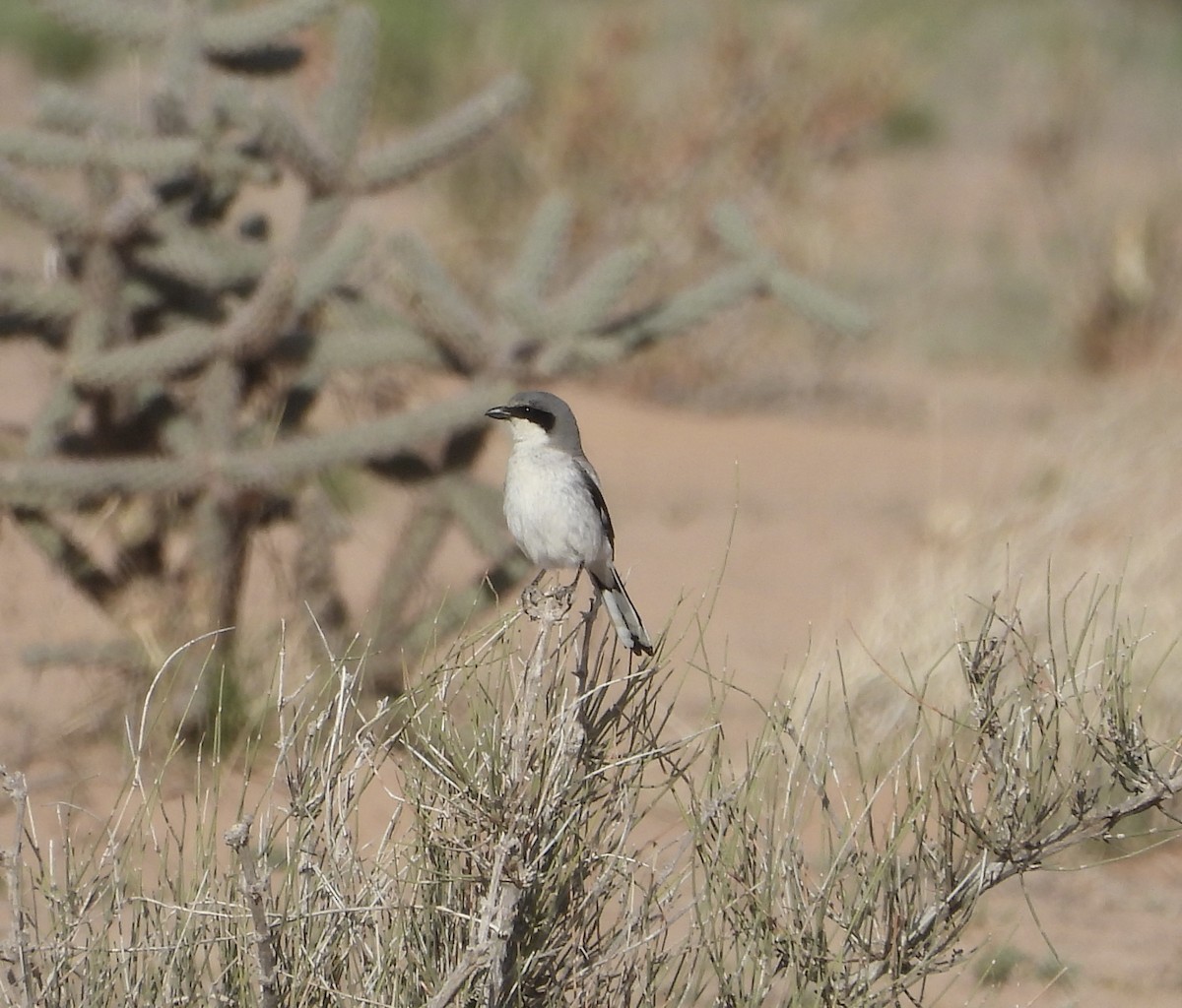 Loggerhead Shrike - ML617115915