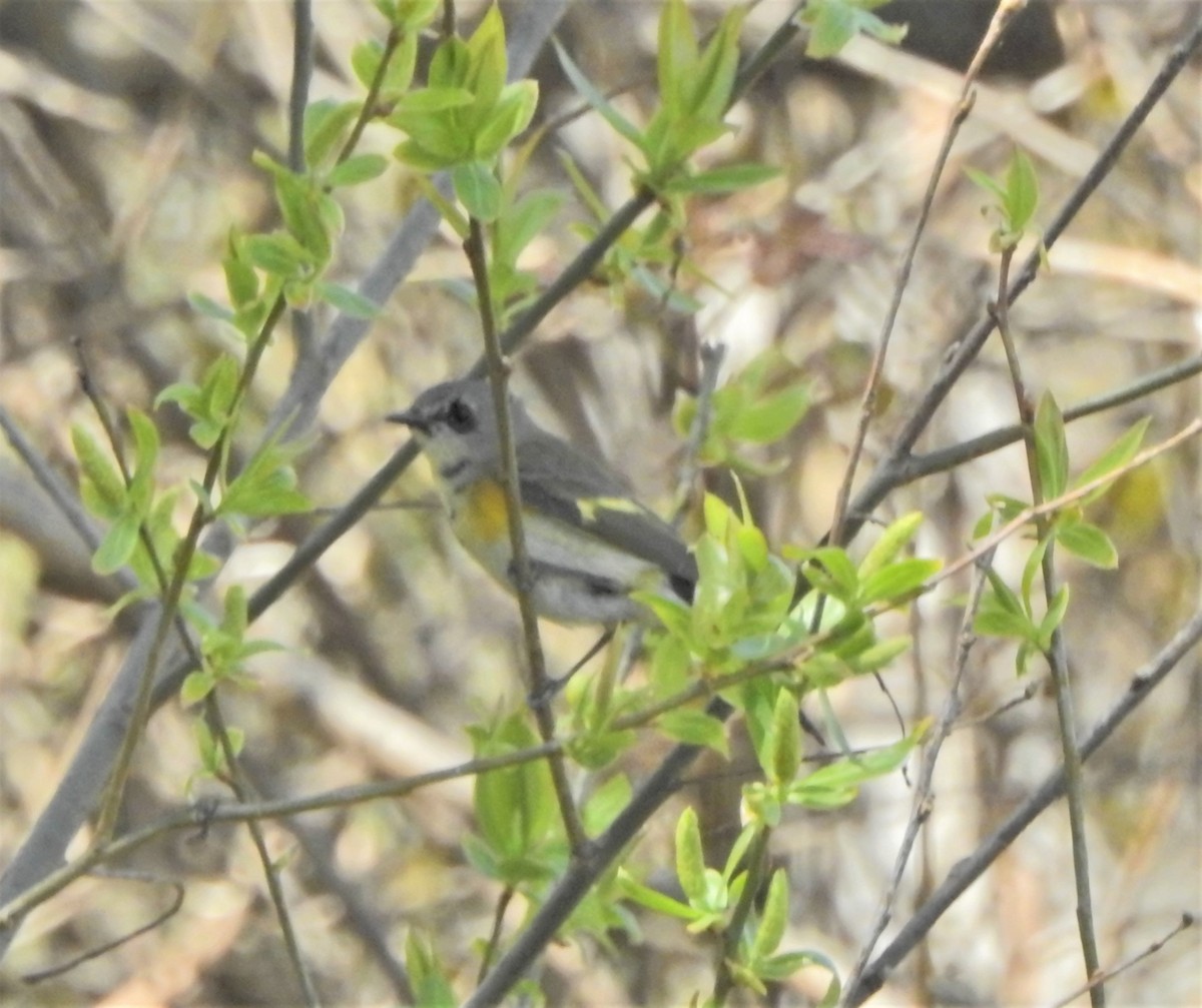 American Redstart - Bryan McIntosh