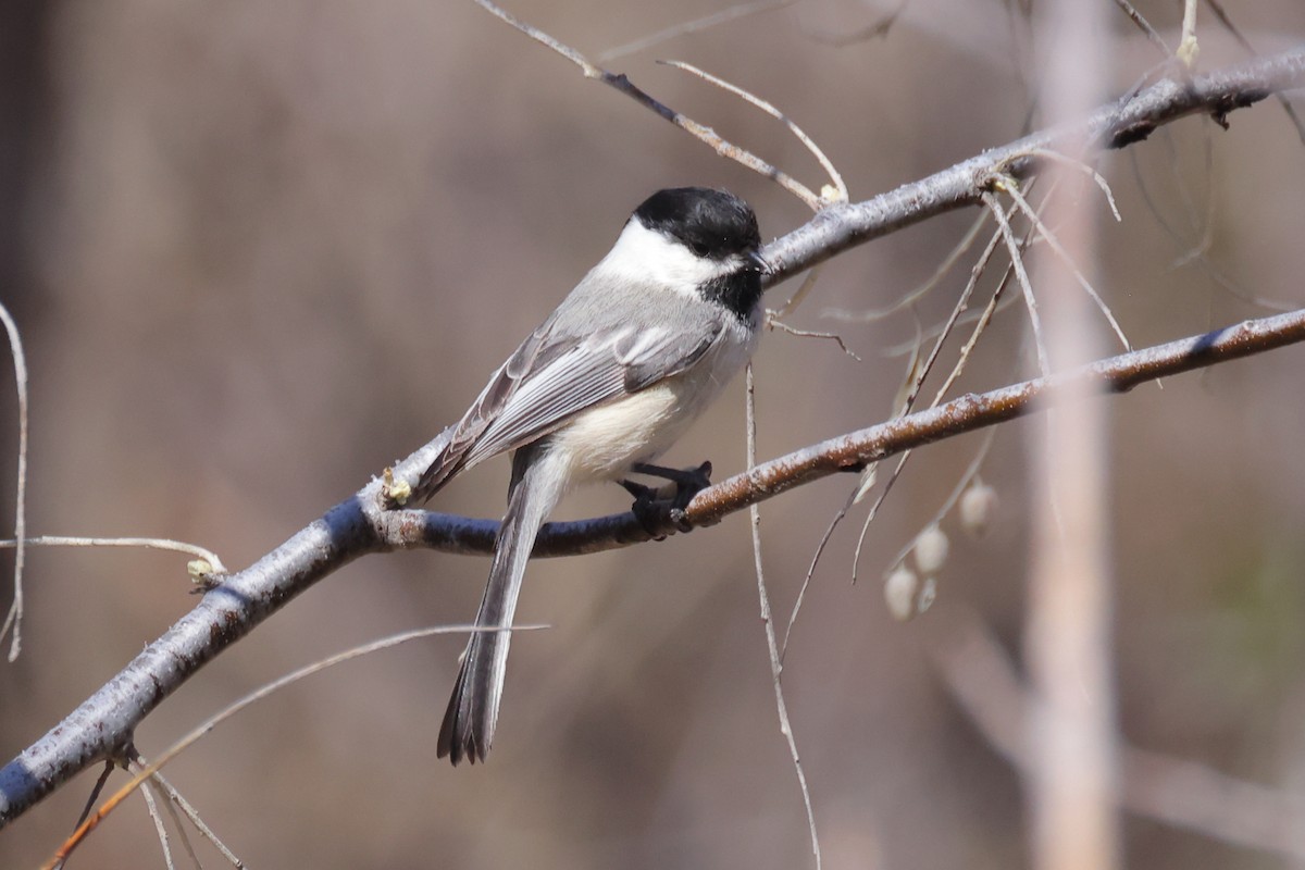 Black-capped Chickadee - Gregory Luckert