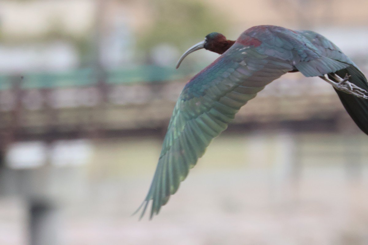 ibis hnědý - ML617115963