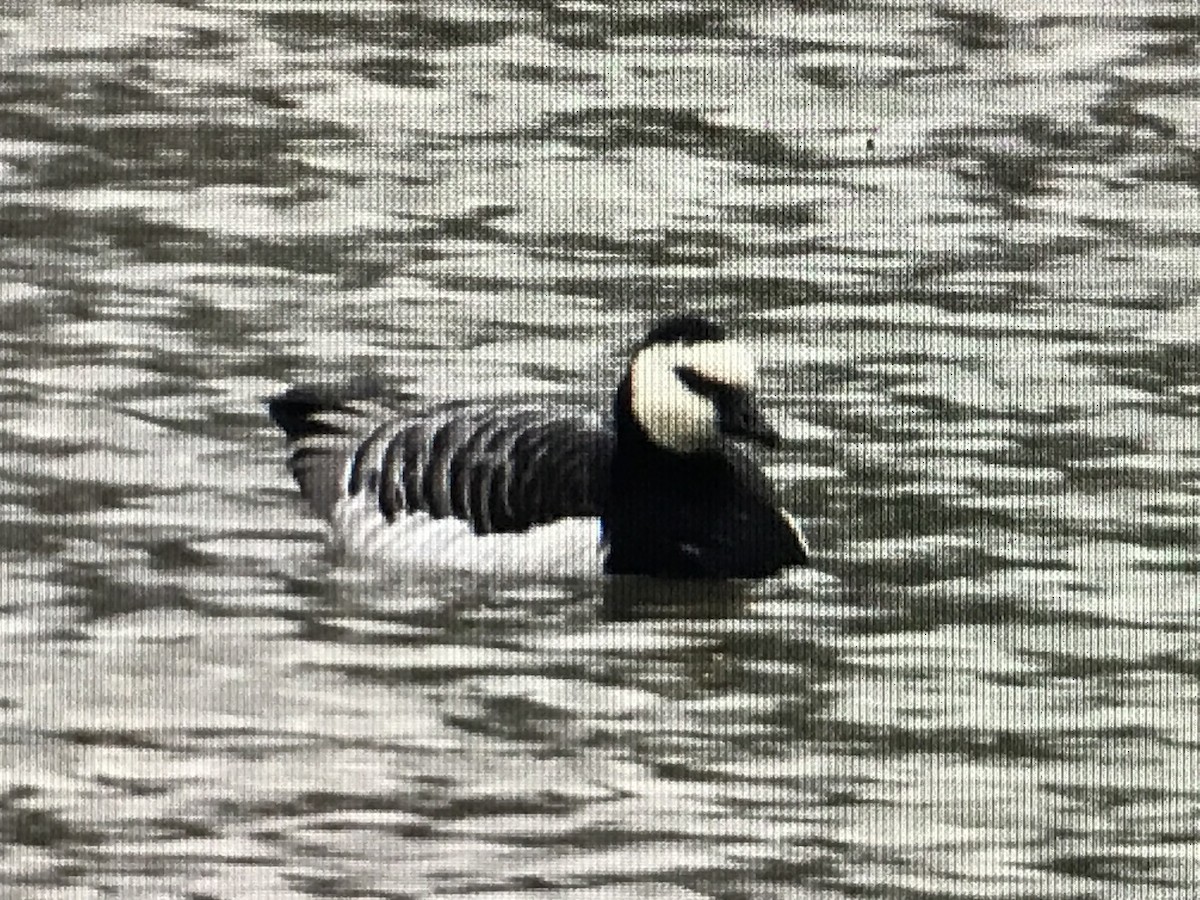 Barnacle Goose - ML617115975