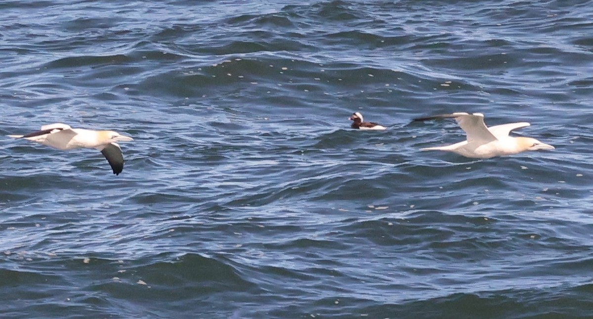 Long-tailed Duck - ML617115993