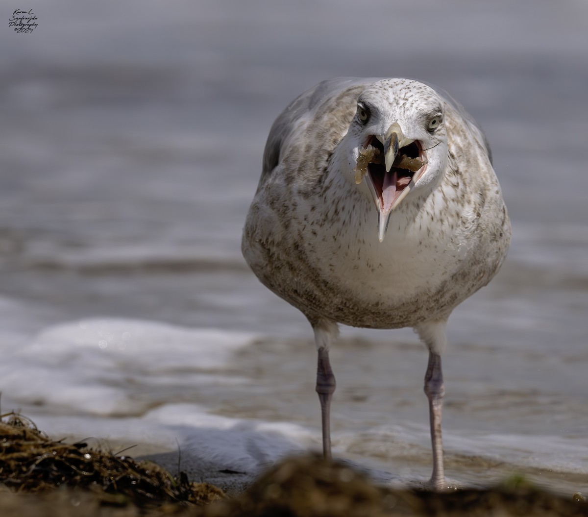 Herring Gull - ML617116011