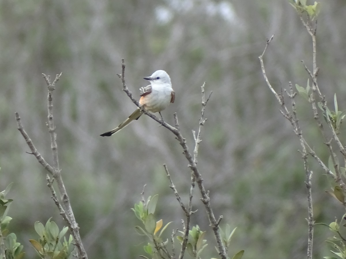 Scissor-tailed Flycatcher - ML617116047