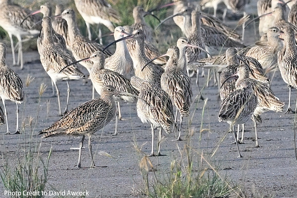 Far Eastern Curlew - ML617116054