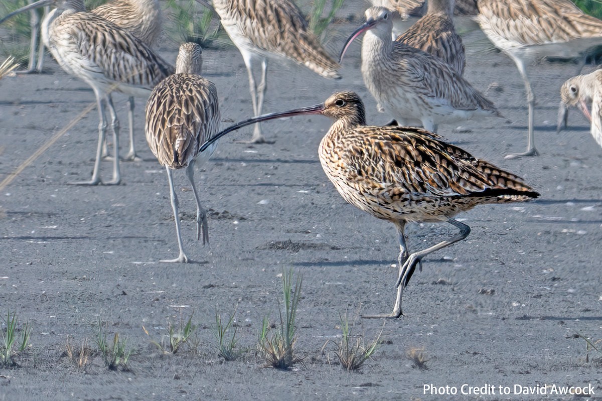 Far Eastern Curlew - ML617116055