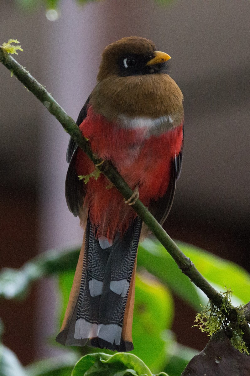 Masked Trogon - Maria Fernanda Gauna