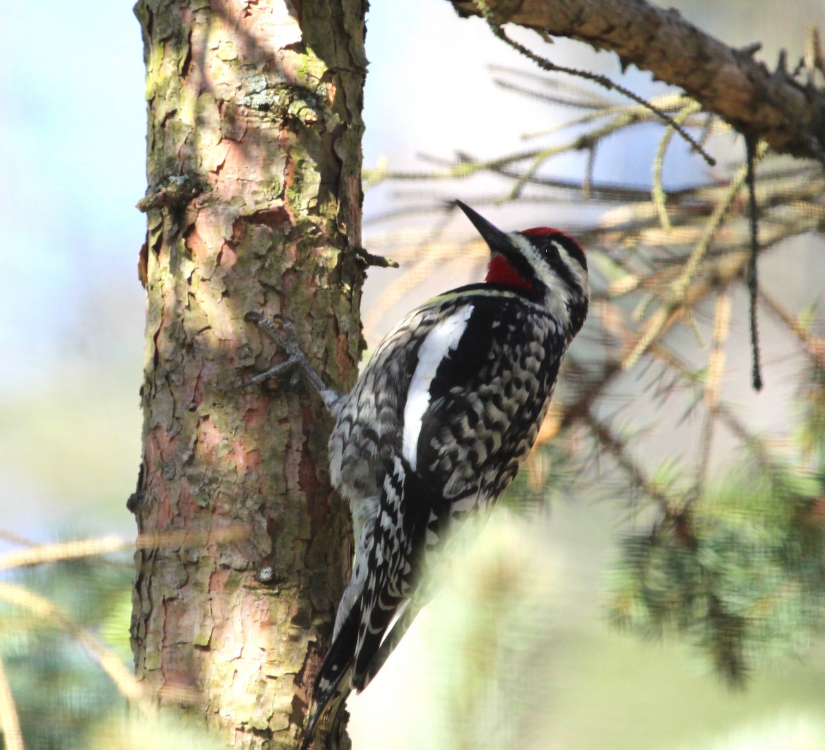 Yellow-bellied Sapsucker - Bradley Anderson