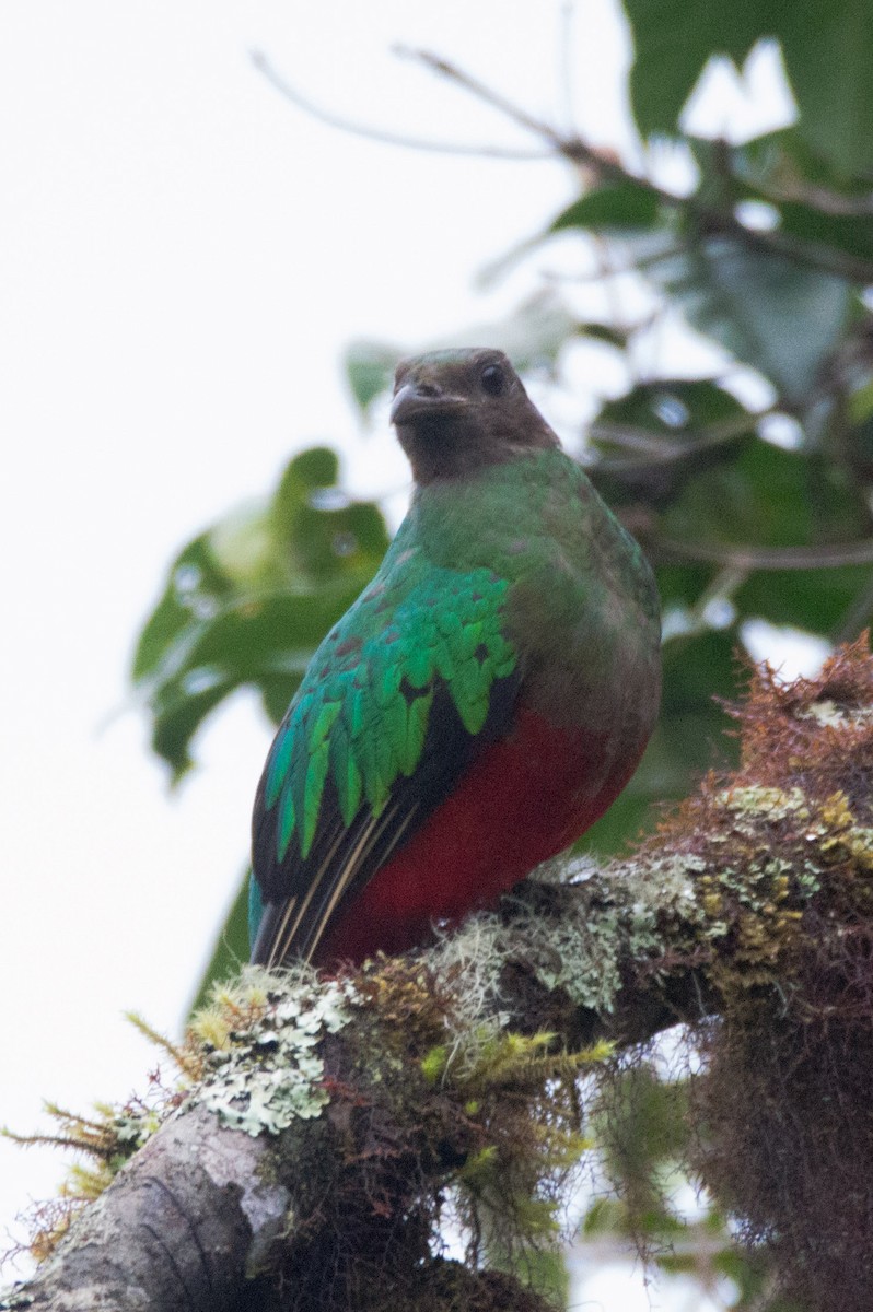 Quetzal Cabecidorado - ML617116165